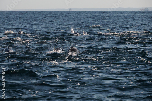 bottlenose dolphin group in Cortez Sea baja california Sur photo