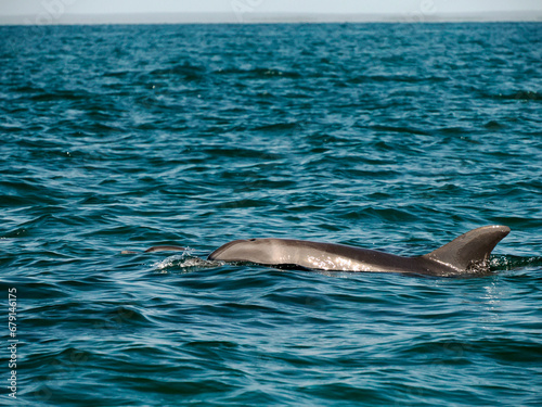 bottlenose dolphin in baja california green waters of magdalena bay photo