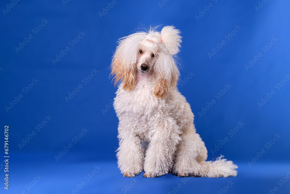 The poodle dog looks forward sincerely and lovingly, waiting for help or reward on a blue chromakey background