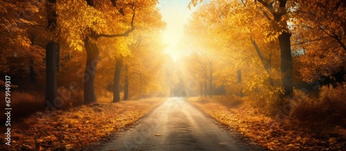 Golden autumn road through the forest Copy space image Place for adding text or design