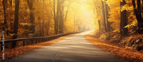 Golden autumn road through the forest Copy space image Place for adding text or design