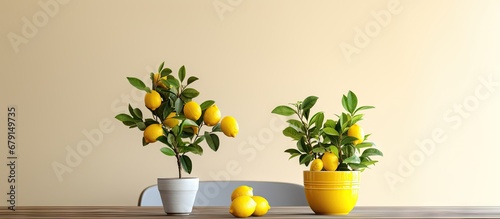 Indoor dining room with lemon tree decor Growing ripe yellow citrus fruits Elegant home decor and gardening hobby Copy space image Place for adding text or design