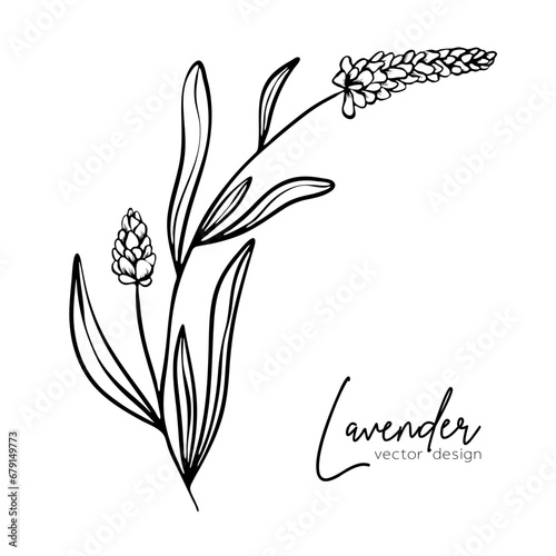 Botanical line illustration of a lavender branch for wedding invitation and cards, logo design, web, social media and posters template. Elegant minimal style floral vector isolated.	