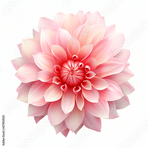 Normal flower element isolated on white background