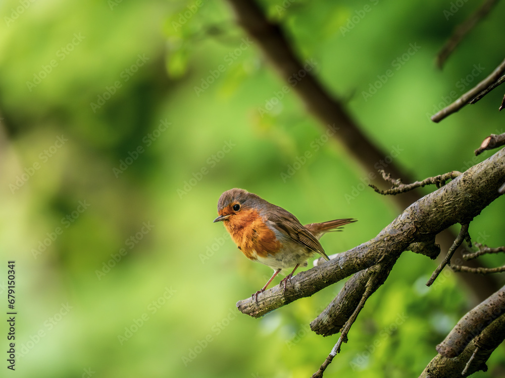Fototapeta premium Robin perched on a Branch