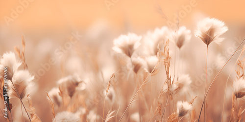 Dry meadow with vintage tone for background. a field of grass with a sun in the background A field of dandelions in the sunlight AI Generative