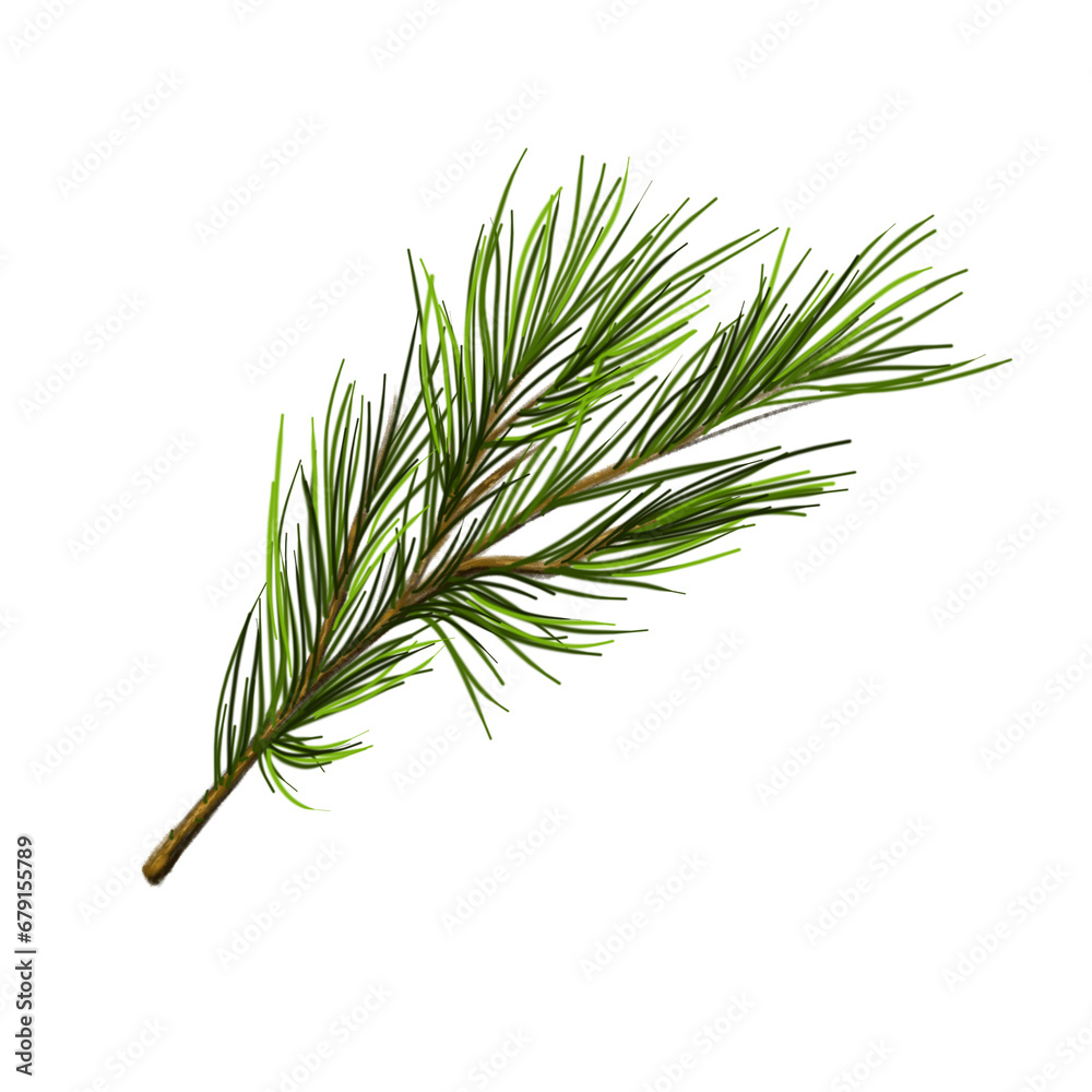 Pine branch hand drawn in real style isolated on white background Pine branch hand drawn in real style isolated on white background