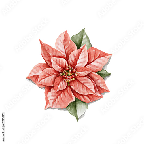 Vintage red Christmas poinsettia flower isolated on white background. Watercolor hand drawn illustration sketch