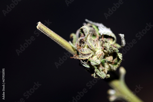 Fresh medical marijuana isolated close up background therapeutic cannabis bud purple haze botanical high quality big size instant printings stock photography