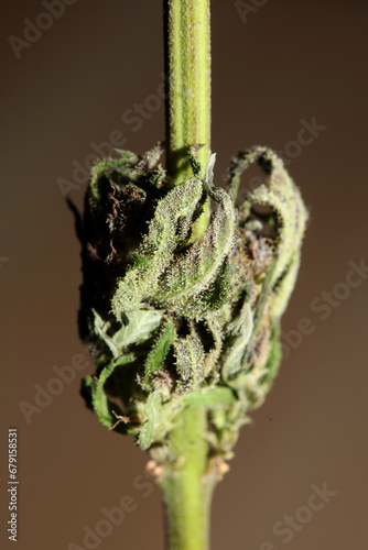 Fresh medical marijuana isolated close up background therapeutic cannabis bud purple haze botanical high quality big size instant printings stock photography