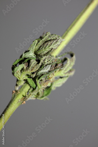 Fresh medical marijuana isolated close up background therapeutic cannabis bud purple haze botanical high quality big size instant printings stock photography