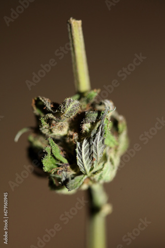 Fresh medical marijuana isolated close up background therapeutic cannabis bud purple haze botanical high quality big size instant printings stock photography