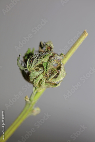 Fresh medical marijuana isolated close up background therapeutic cannabis bud purple haze botanical high quality big size instant printings stock photography