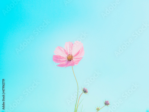 空に向かって咲く一輪の秋桜