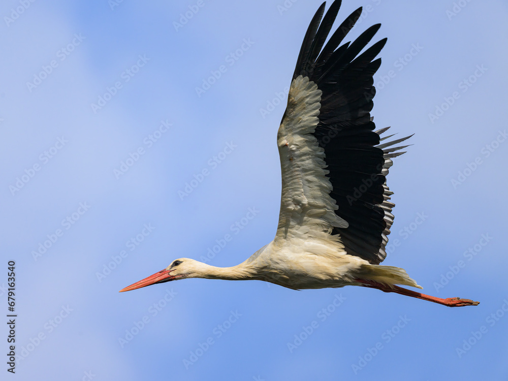 Obraz premium A White Stork flying on a sunny day in autumn