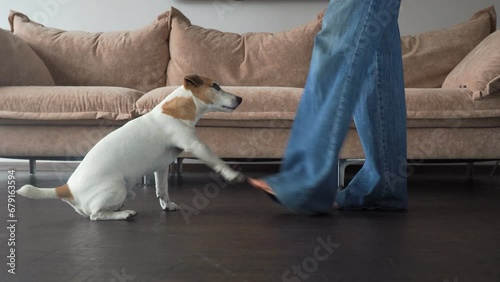 Owner trains a small puppy at home photo