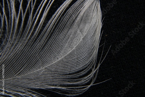Pluma blanca de paloma mensajera sirve para formar una capa termo-aislante, organizar las superficies impulsoras del ala y dar al cuerpo la forma aerodinámica, forma un original diseño con fondo negro photo