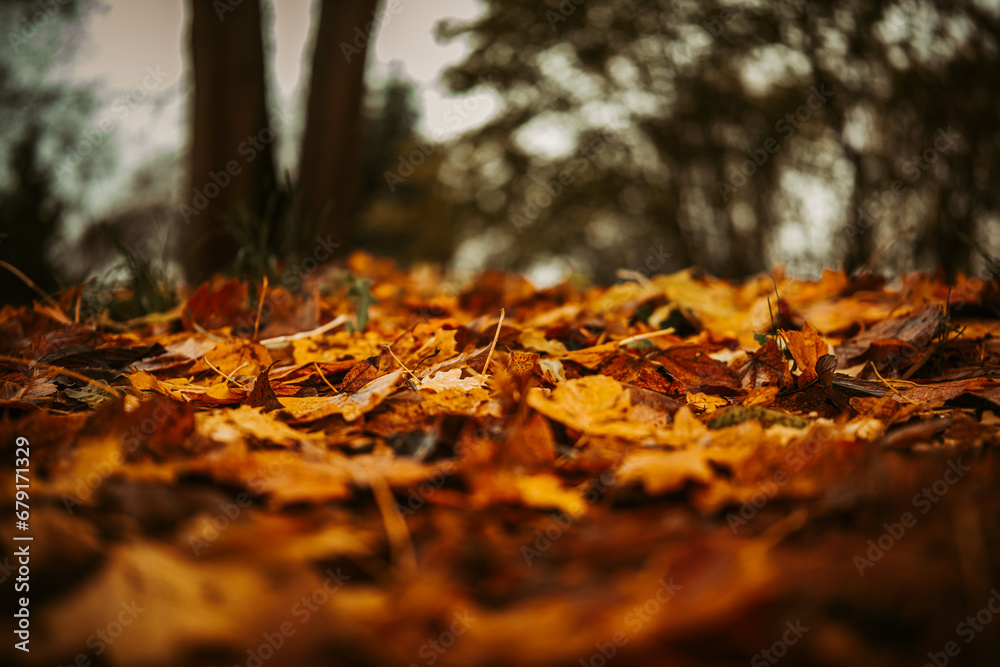 Rich Palette of Autumn Leaves , Nature's Canvas A Close-up Exploration 