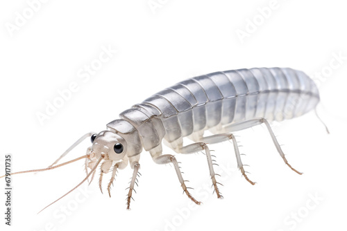 Intricate Silverfish Beauty Isolated on transparent background