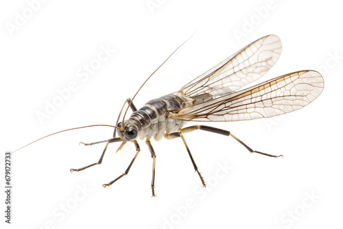 Exquisite Stonefly Isolated on transparent background