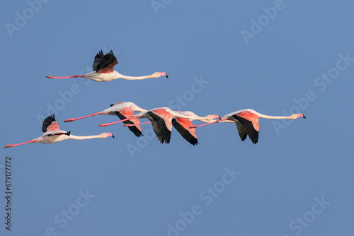 A group of Greater Flamingo flying blue sky