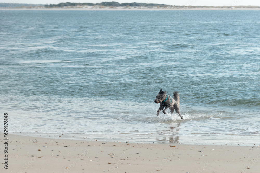 Dog running and jumping in the ocean waves along the shore at North Topsail Beach in North Carolina. Dog running and jumping in the ocean waves along the shore at North Topsail Beach in North Carolina.