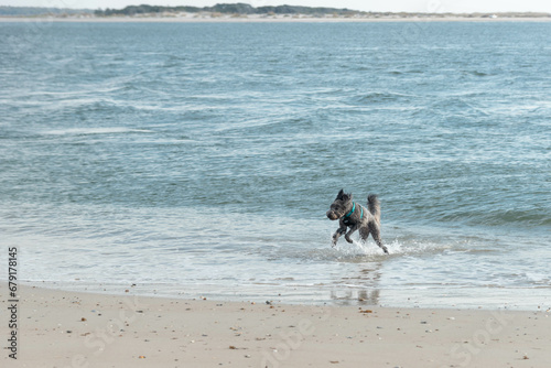 Dog running and jumping in the ocean waves along the shore at North Topsail Beach in North Carolina.