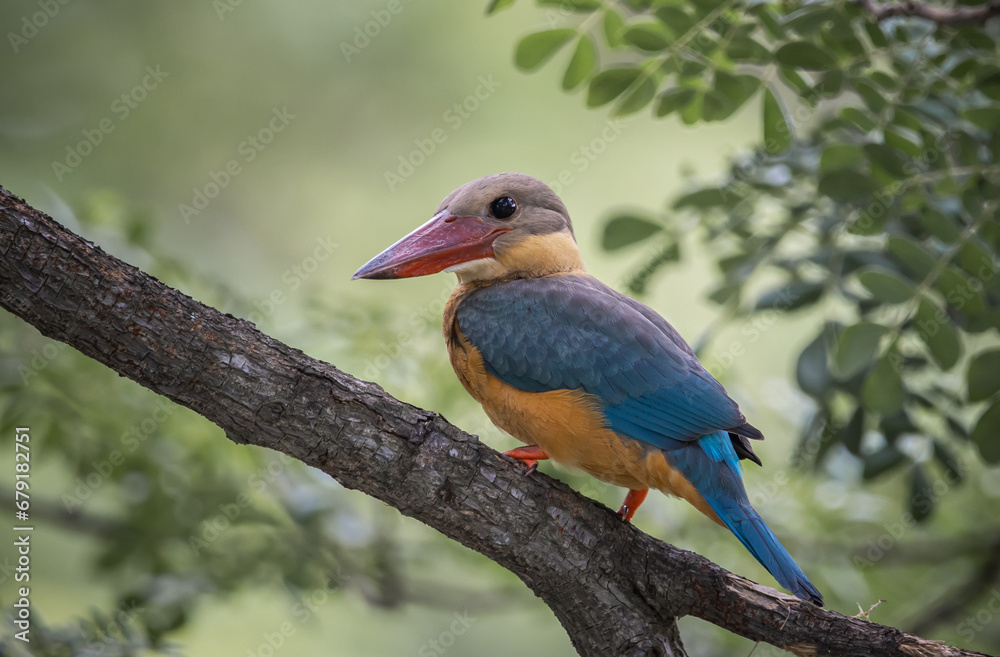 Obraz premium Stork-billed kingfisher childhood on the branch of a tree.