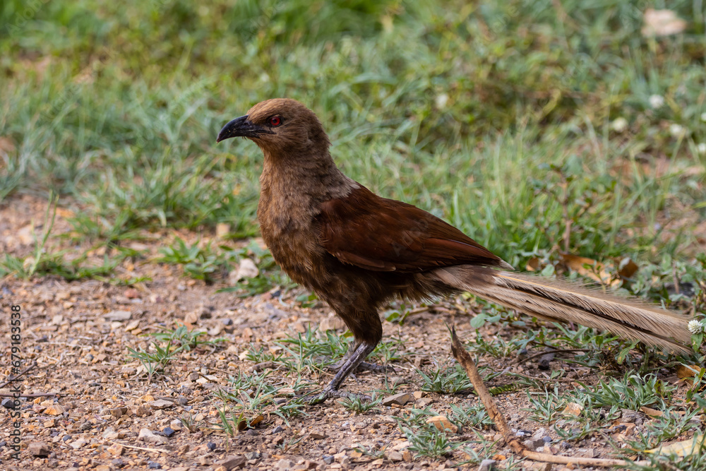 Andaman coucal close up shot animal portrait. Andaman coucal close up shot animal portrait.