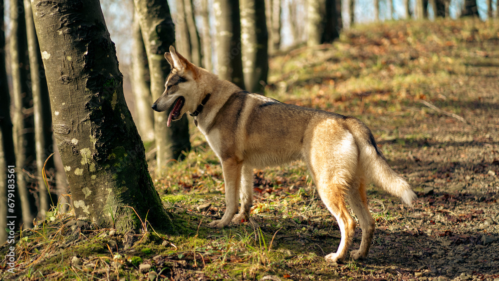 Obraz premium Lupo Cecoslovacco nel bosco