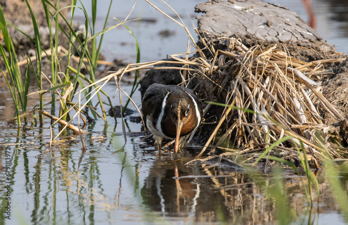 greater painted-snipe on the ground close up shot ( Animal portrait ). photo