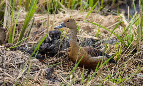 Fototapeta Naklejka Na Ścianę i Meble -  Lesser Whistling Duck on the ground animal portrait.