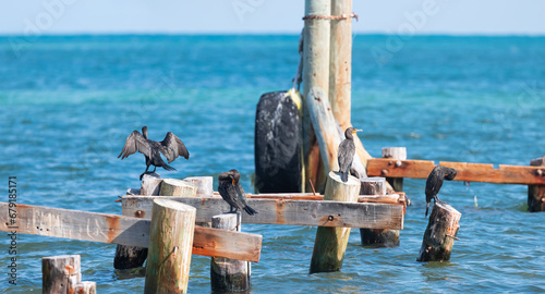 A group of cormorants are resting on a shattered (abondoned) pier after the 