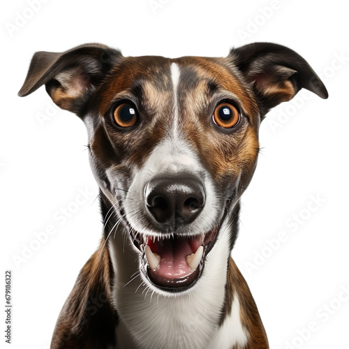 front view close up of  Greyhound dog isolated on a white transparent background  © SuperPixel Inc