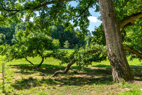 Spring in the parkside - tree and green leaves photo