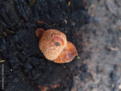 close-up of the mushroom on black stump 