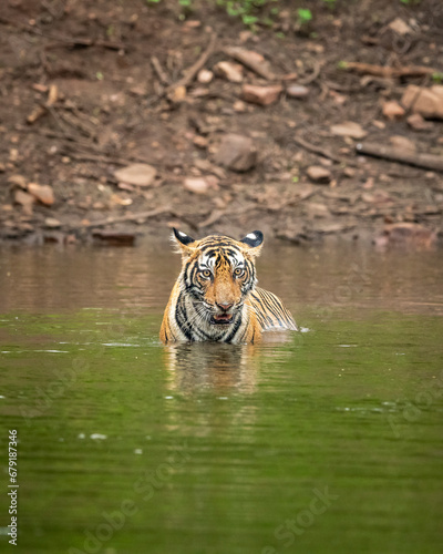 wild male bengal tiger closeup with face expression in water pond or lake during monsoon season safari at ranthambore national park forest tiger reserve sawai madhopur rajasthan india asia