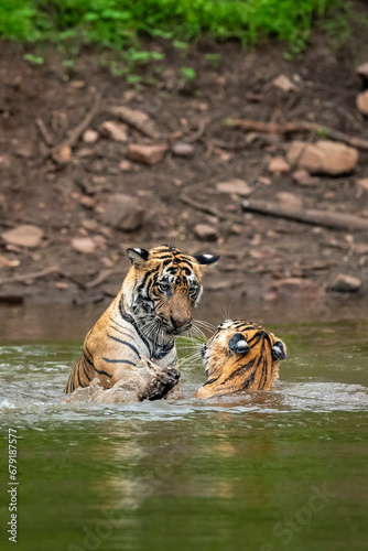 two wild male bengal tiger or brother in action fight for territory in pond water in monsoon season safari adventure at ranthambore national park forest tiger reserve sawai madhopur rajasthan india
