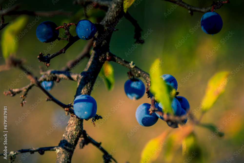 Ταπετσαρία Blackthorn or sloe berries on branch with leaves on brown blurred background