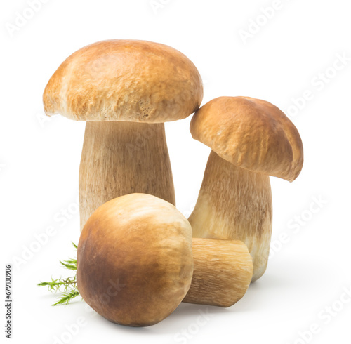 Three cep on isolated white background. Autumn Cep Mushrooms Picking. Gourmet food
