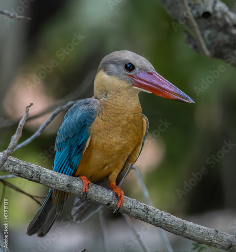 Stork-billed kingfisher childhood on the branch of a tree.