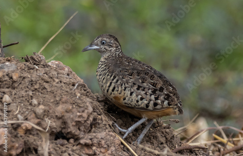 Barred Buttonquail on the ground animal portrait.