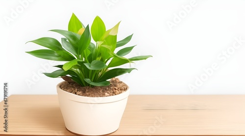 Wooden table, Complemented by a vibrant potted plant blurred white background. Beautiful versatile backdrop for design and product presentation