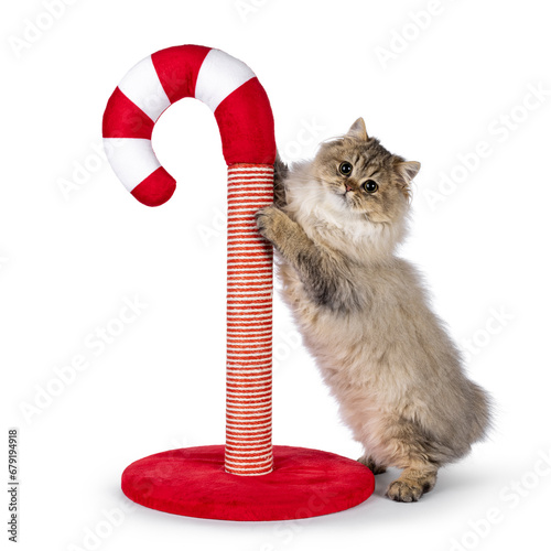 Cute fluffy British Longhair cat kitten, hanging in red with white candy cane shaped stratching post. Looking to camera with big round eyes. Isolated on a white background. photo