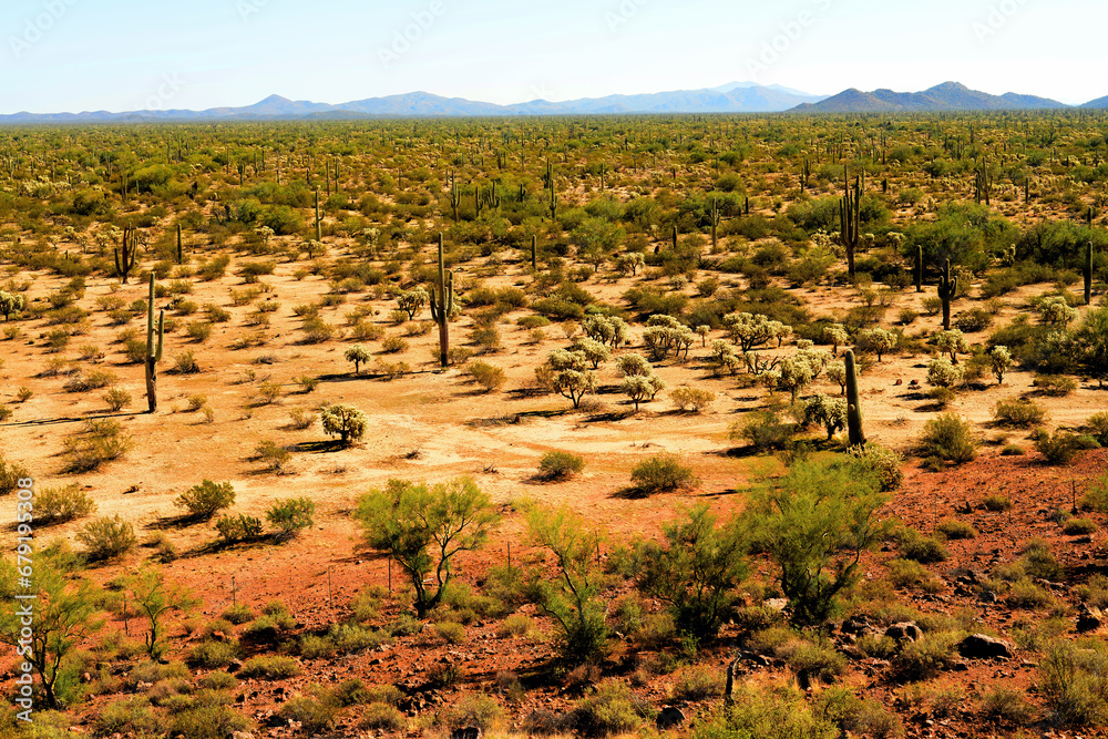 Naklejka premium Sonora Desert Arizona