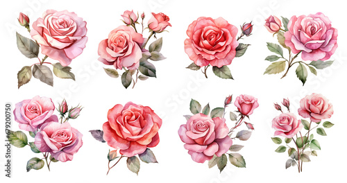 Set of roses isolated on transparent background. 