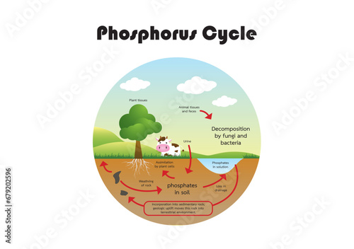 Phosphorus Carbon cycle vector illustration. CO2 biochemical process project with labeled diagram exchanges studies with animal respiration, plant respiration, photosynthesis and Combustion.