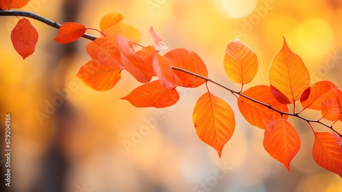 Beautiful yellow red and orange leaves in an autumn