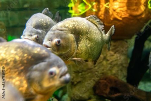 Several specimens of red-bellied piranhas from the Shark Reef Aquarium at Mandalay Bay Resort and Casino on the Las Vegas Strip, which is located on Sin City Boulevard. photo