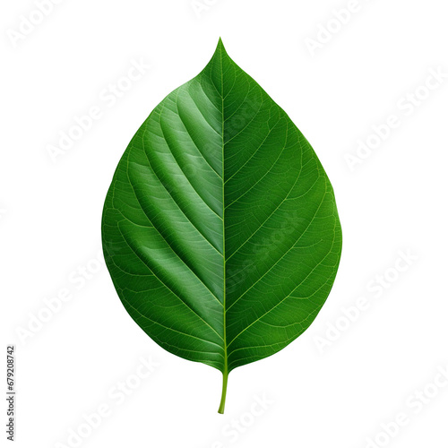 Leaf on transparent background  ai technology